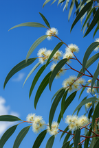 Eucalyptus- Globulus