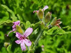 Rose Geranium